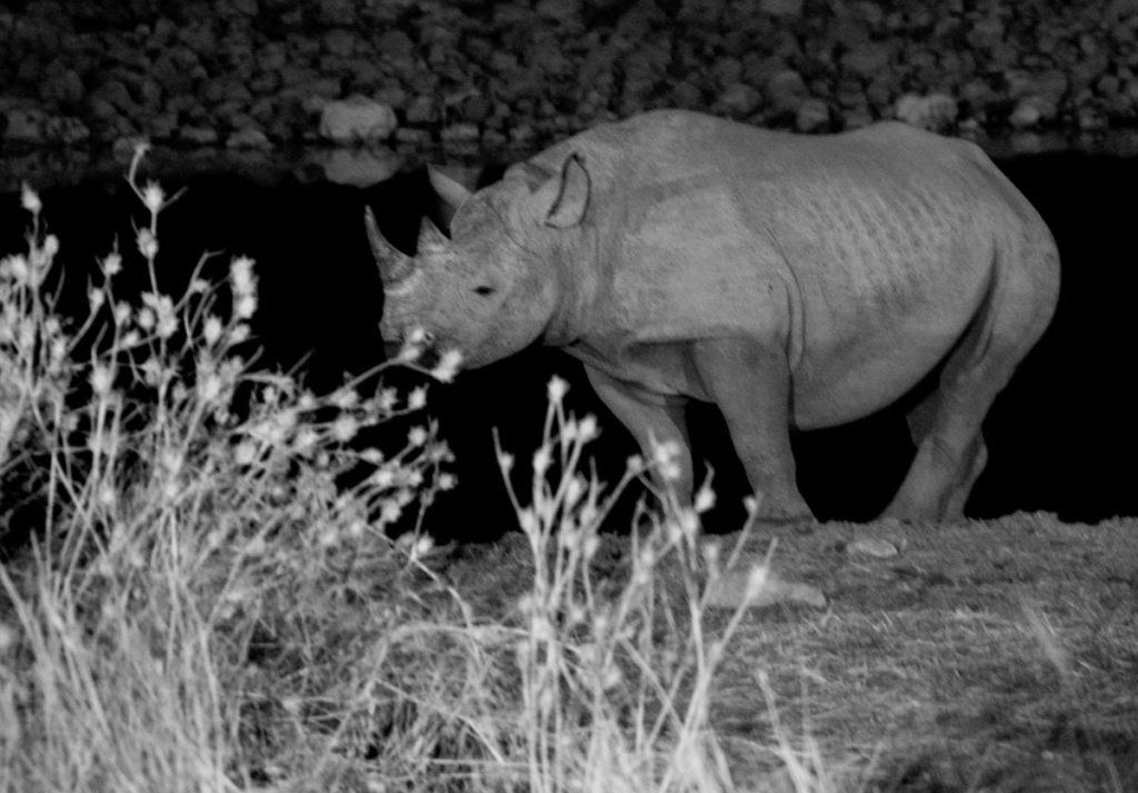 gallery-namibia (11)