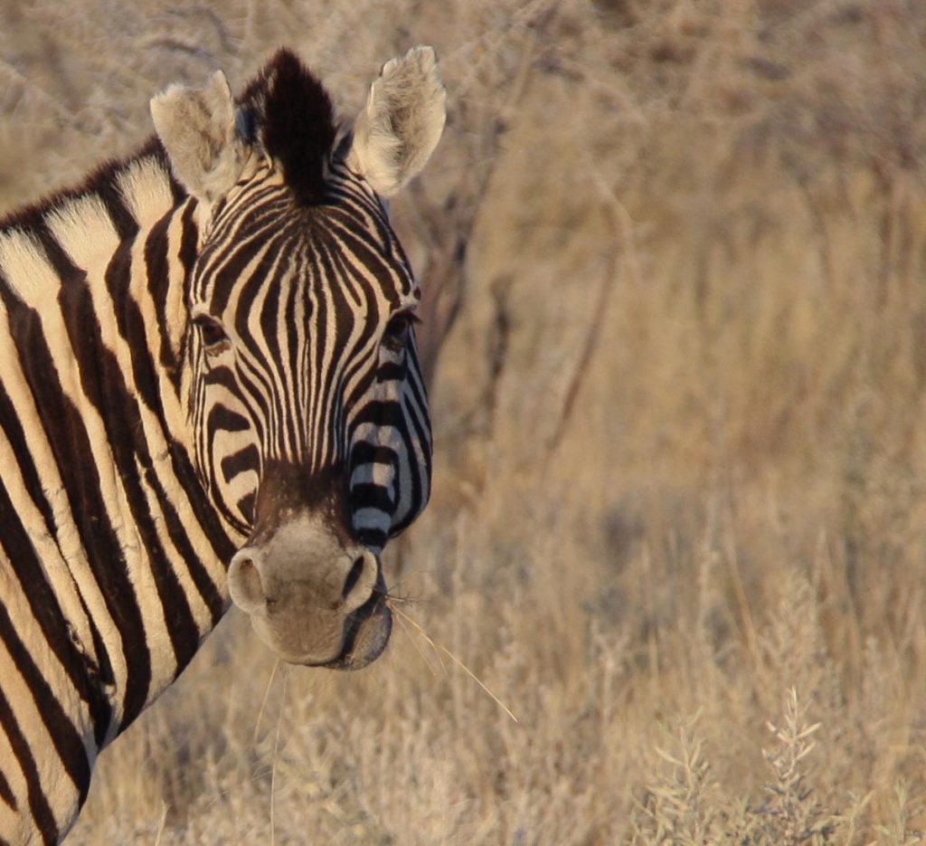 gallery-namibia (12)