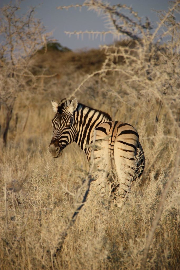 gallery-namibia (13)