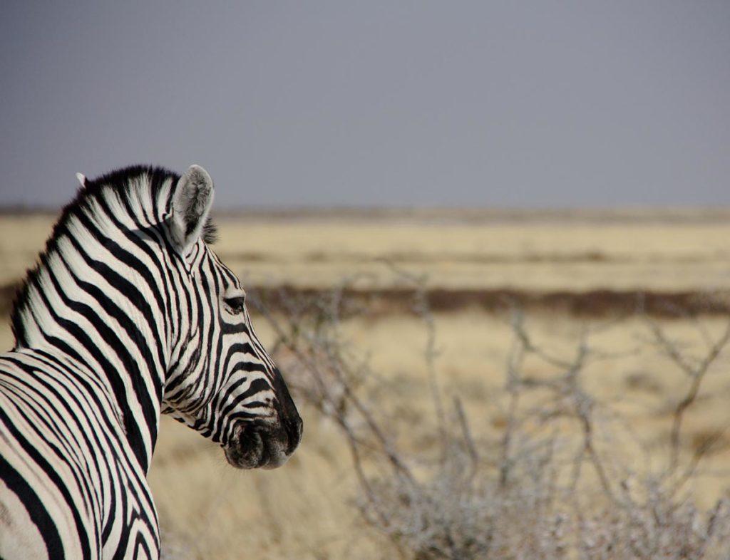 gallery-namibia (14)