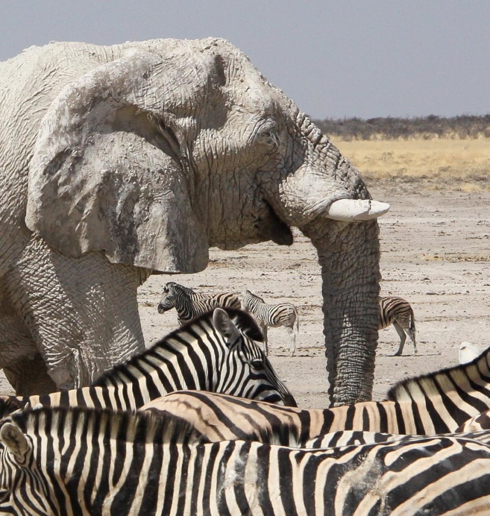 gallery-namibia (15)