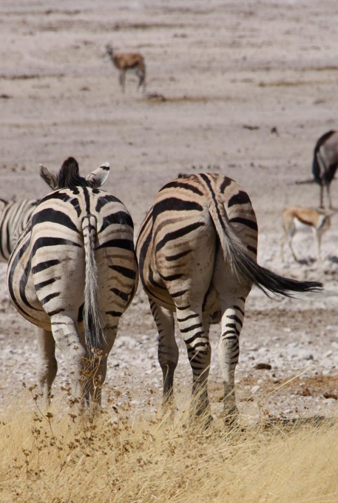 gallery-namibia (16)