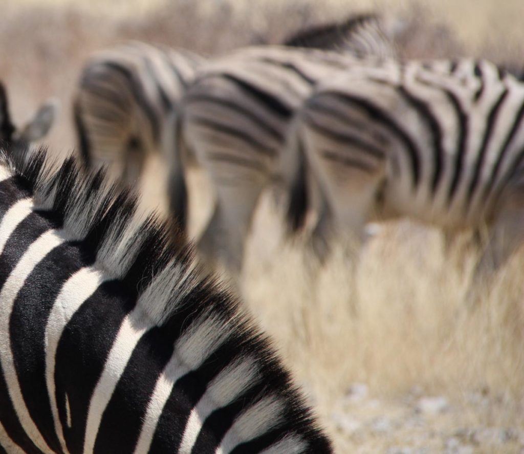 gallery-namibia (17)