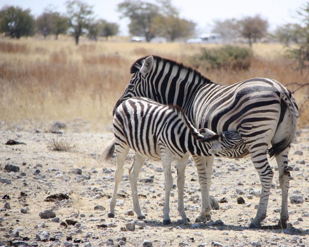 gallery-namibia (18)