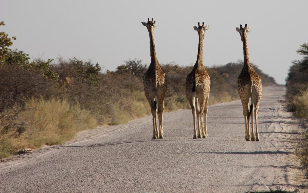 gallery-namibia (23)