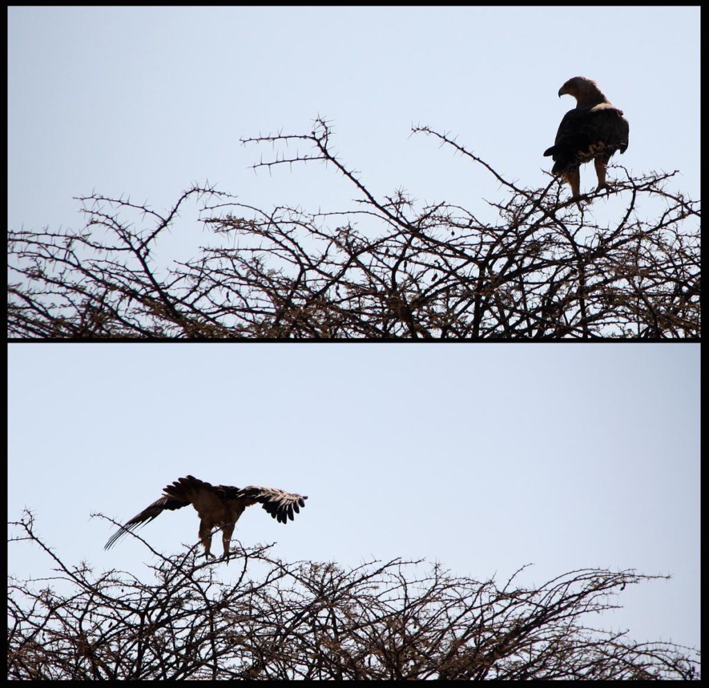 gallery-namibia (24)