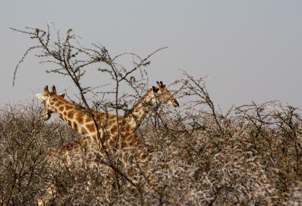 gallery-namibia (4)