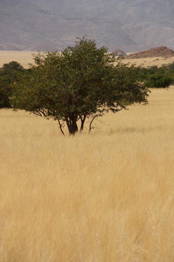 gallery-namibia (54)