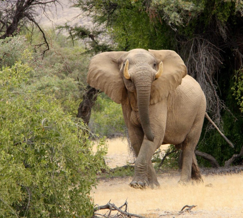 gallery-namibia (55)