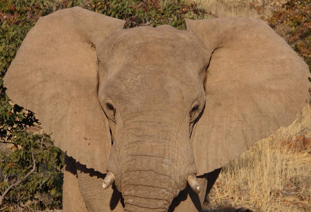 gallery-namibia (57)