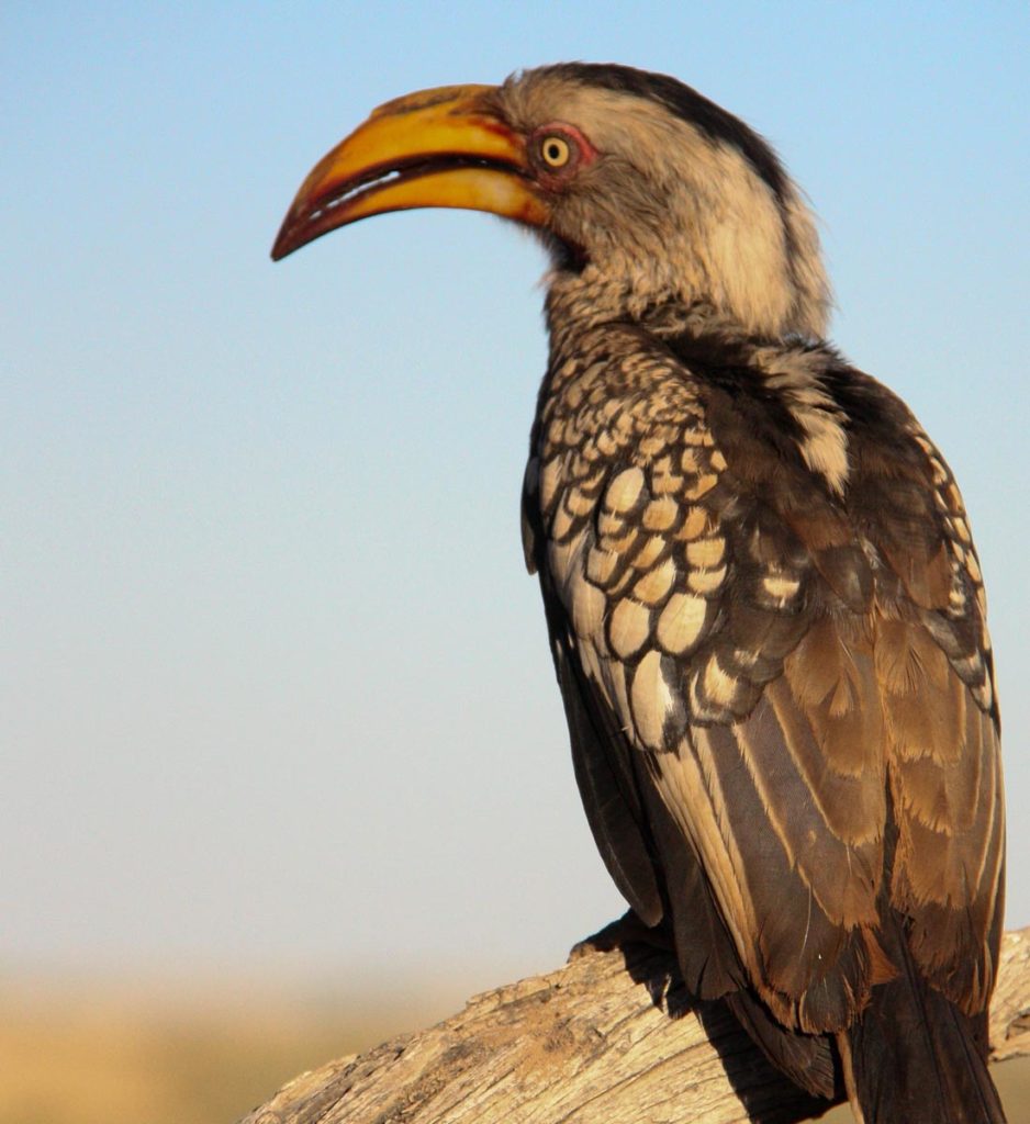 gallery-namibia (58)