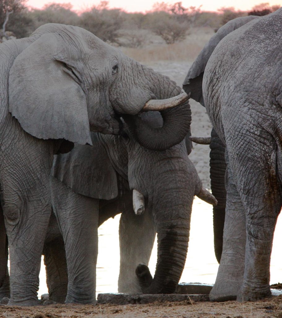 gallery-namibia (6)