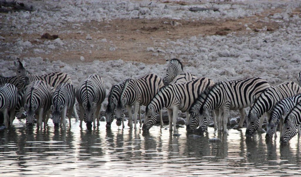 gallery-namibia (7)
