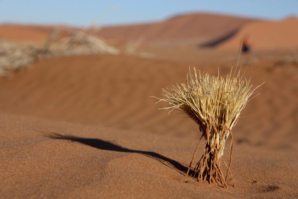 gallery-namibia (71)