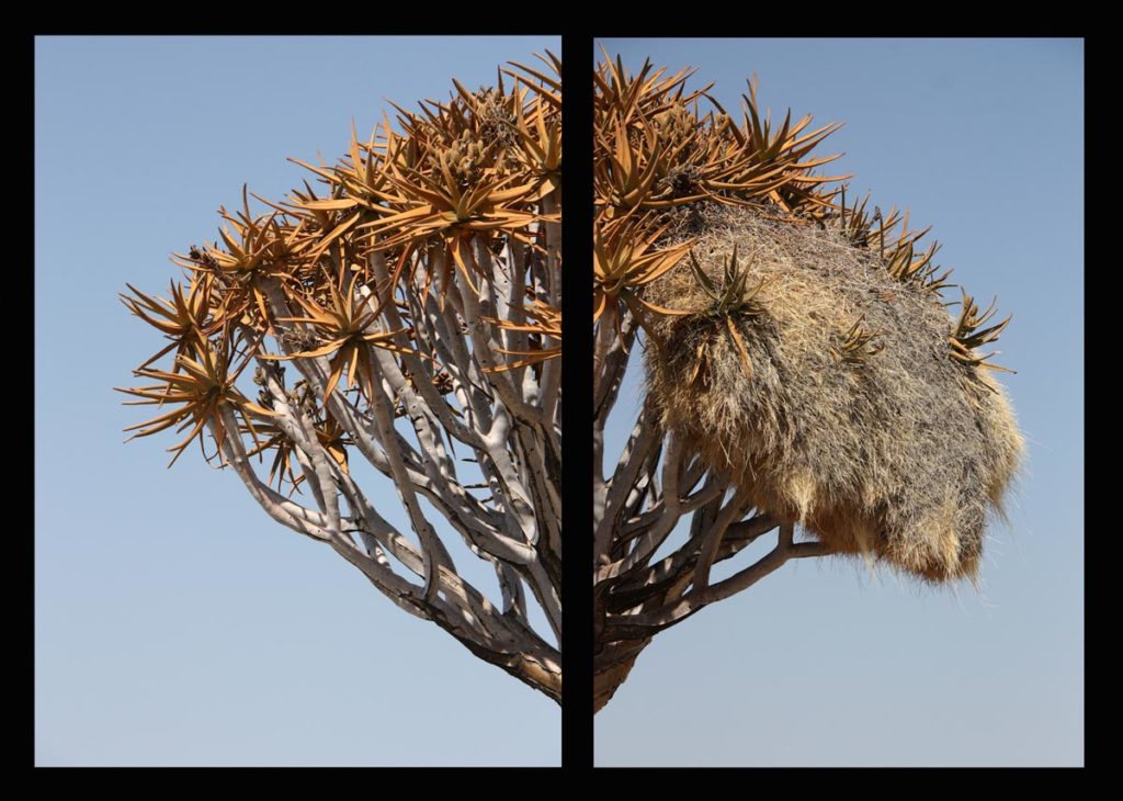 gallery-namibia (80)