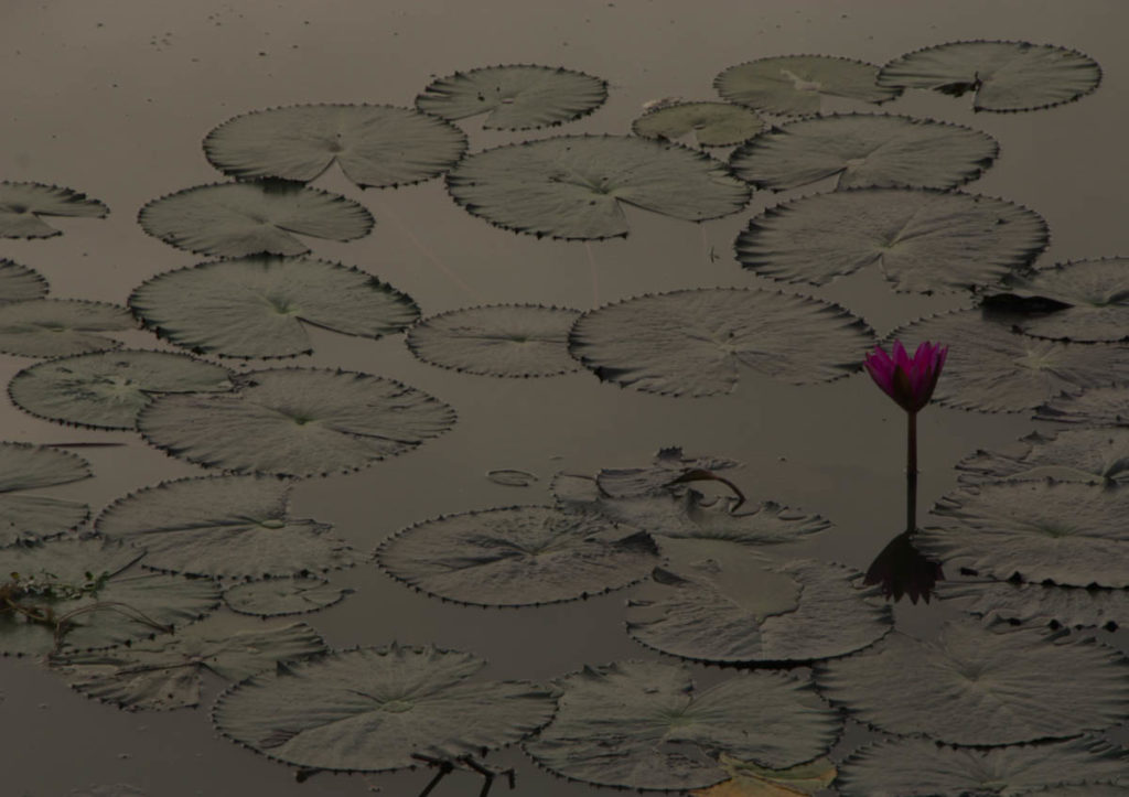 gallery-cambogia (32)