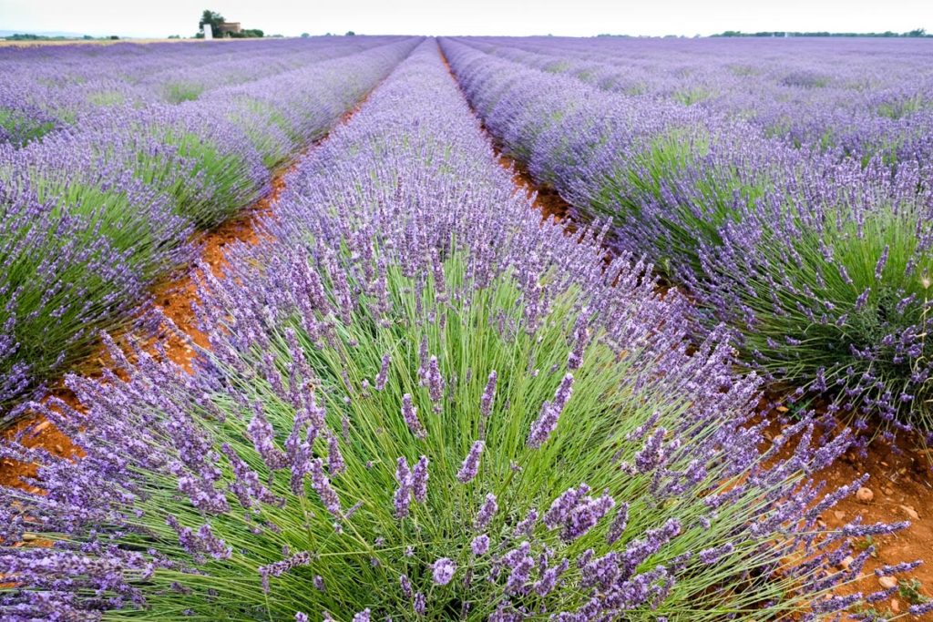 gallery-la-lavanda (11)