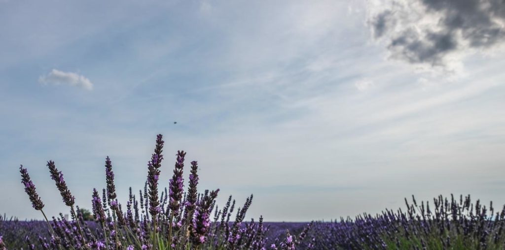 gallery-la-lavanda (12)