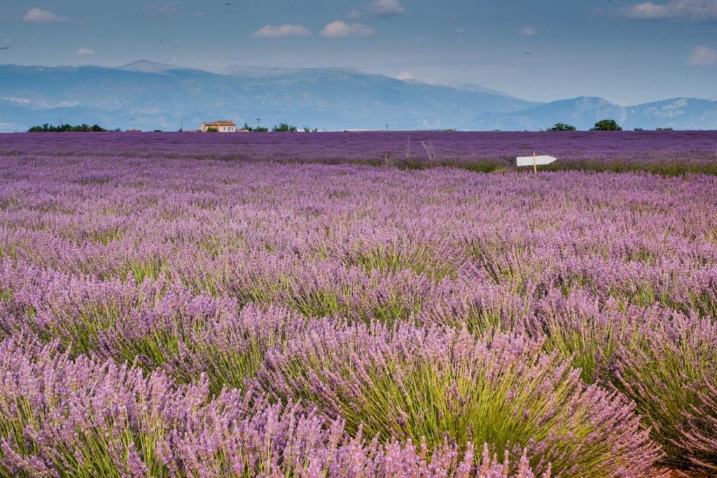 gallery-la-lavanda (13)