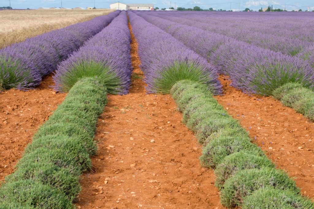 gallery-la-lavanda (14)