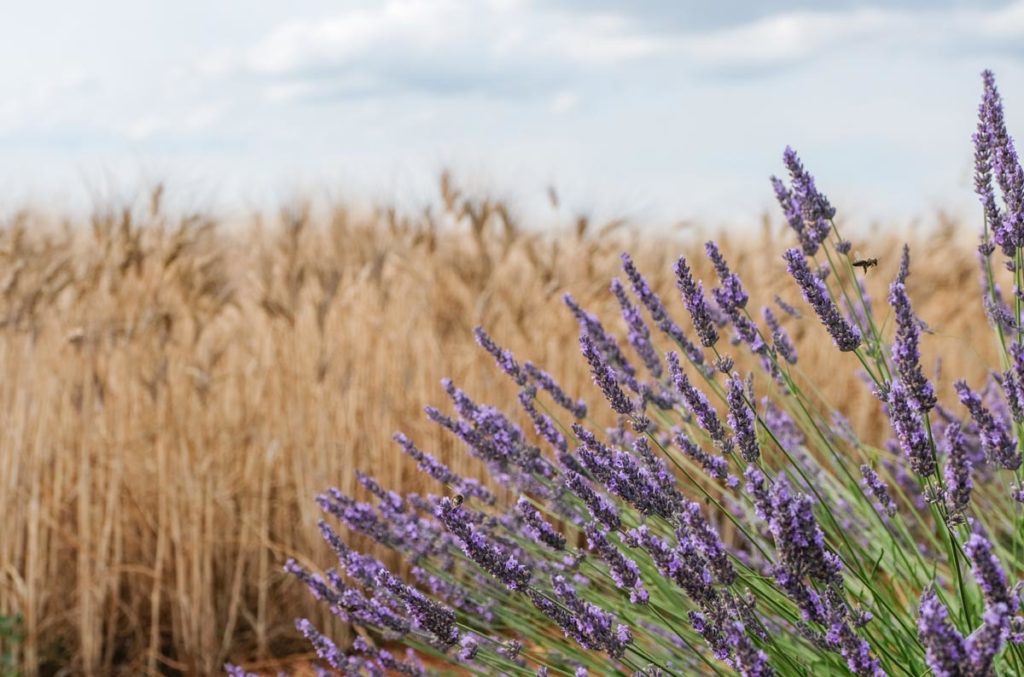 gallery-la-lavanda (15)