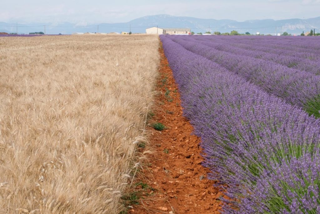 gallery-la-lavanda (16)