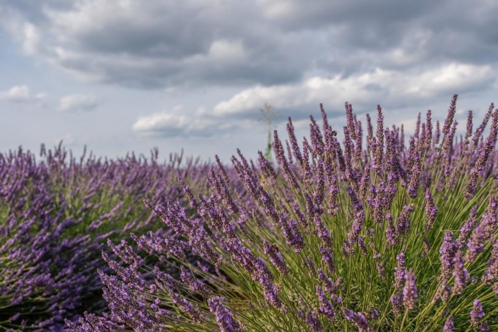 gallery-la-lavanda (18)