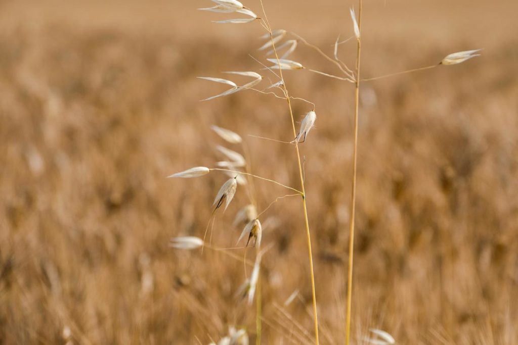 gallery-la-lavanda (2)