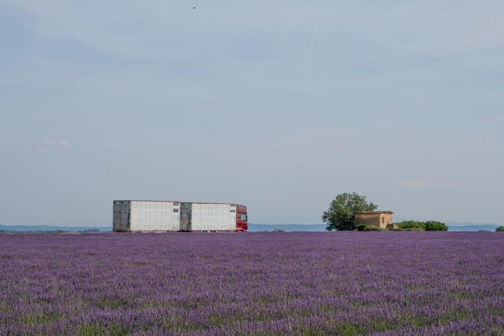 gallery-la-lavanda (20)