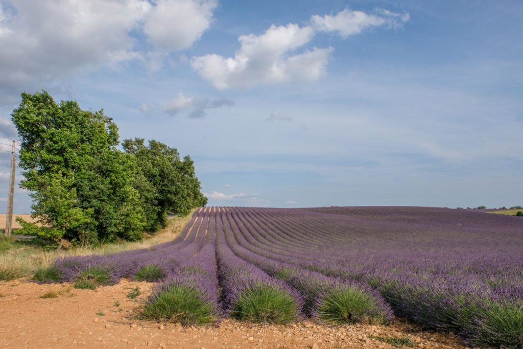 gallery-la-lavanda (21)