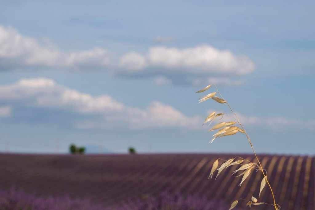 gallery-la-lavanda (24)