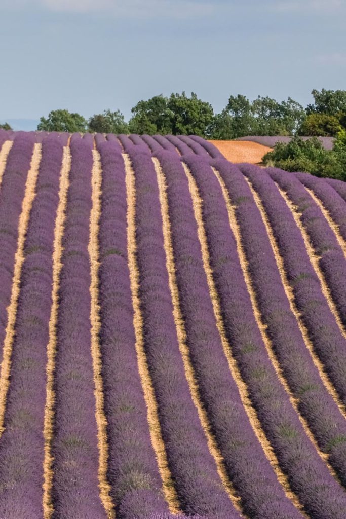 gallery-la-lavanda (26)