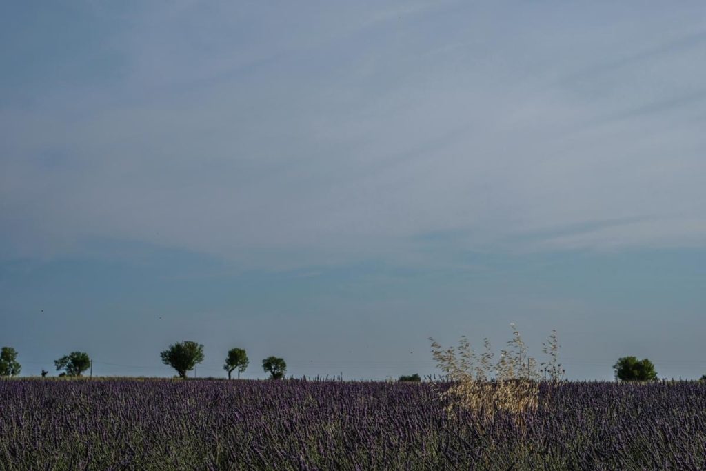 gallery-la-lavanda (27)