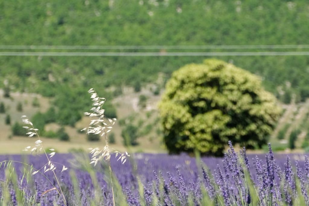 gallery-la-lavanda (29)