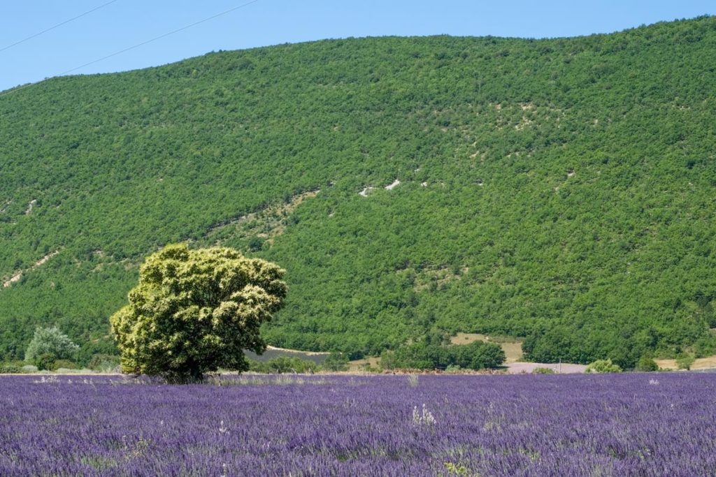 gallery-la-lavanda (30)