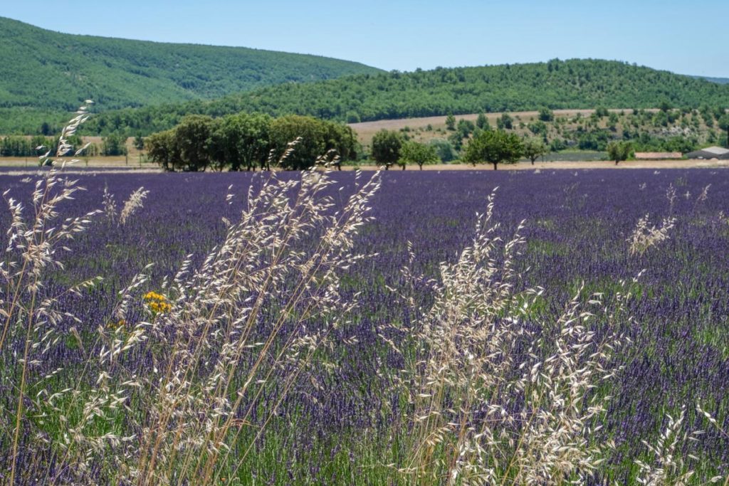 gallery-la-lavanda (35)