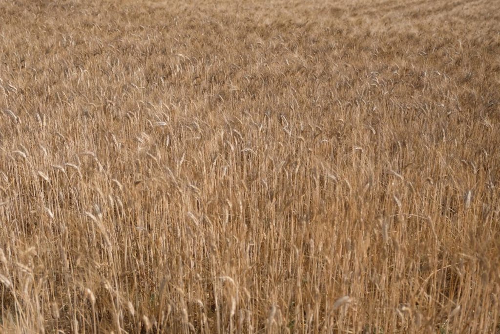 gallery-la-lavanda (5)