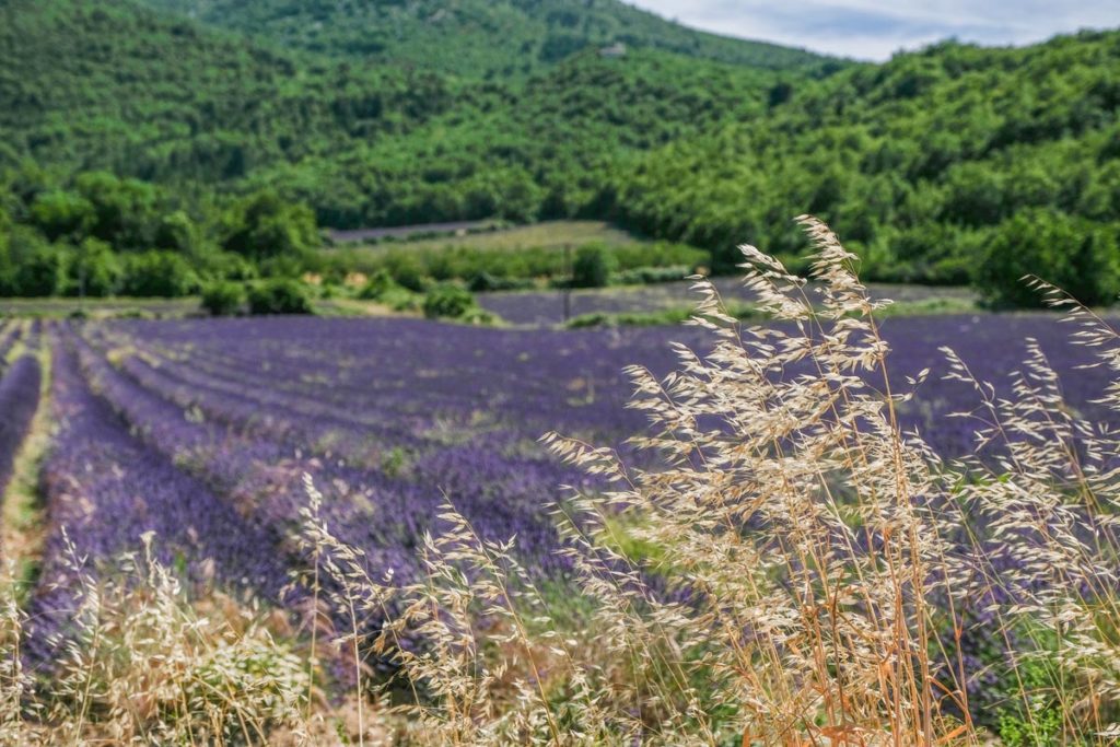 gallery-la-lavanda (52)