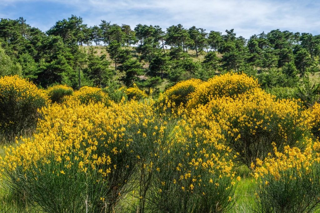 gallery-la-lavanda (54)