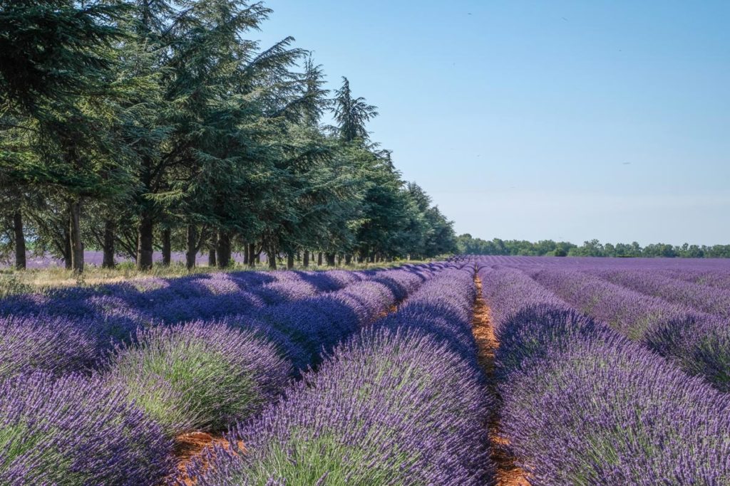 gallery-la-lavanda (55)