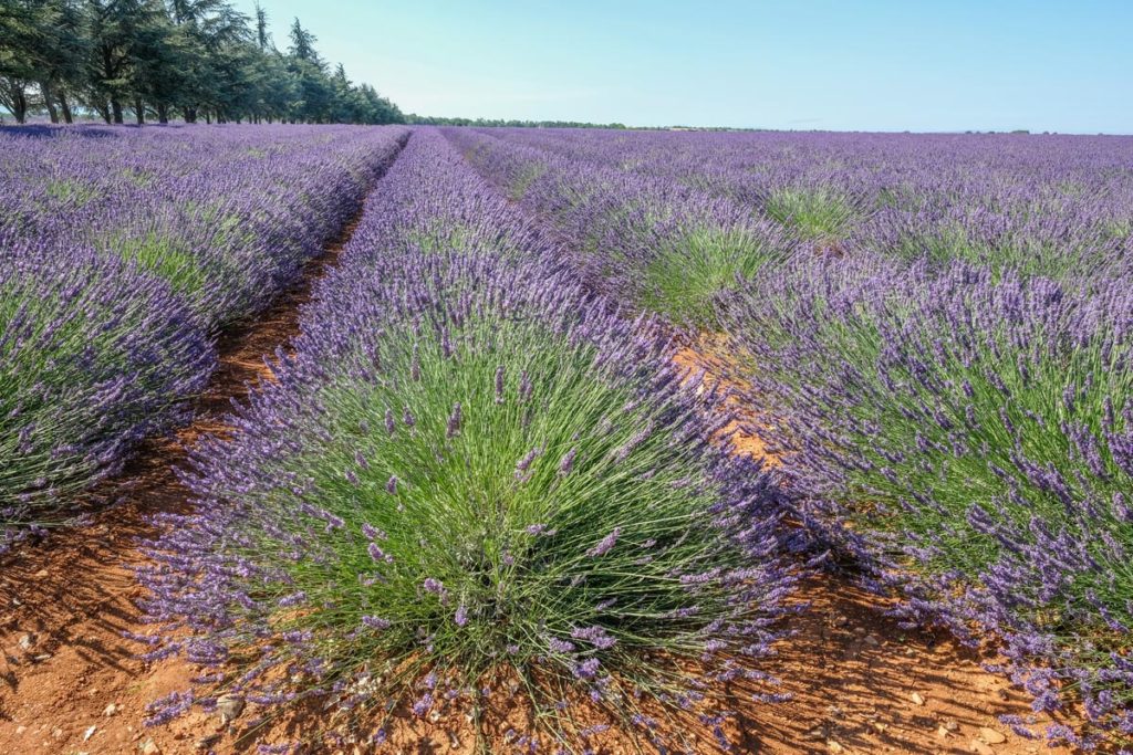 gallery-la-lavanda (56)