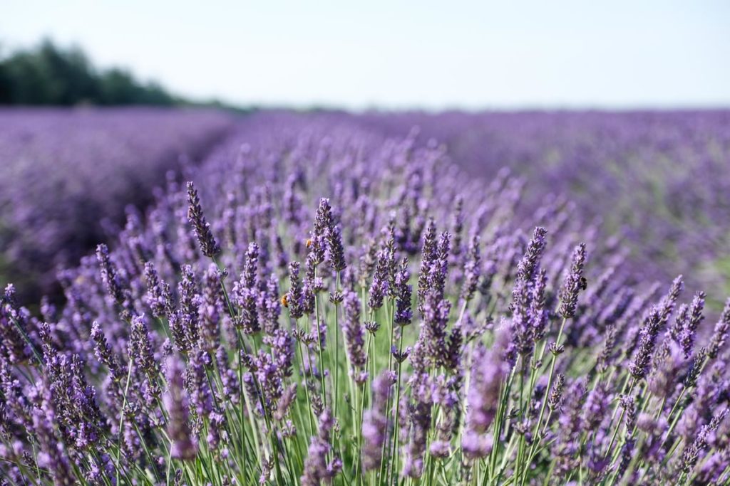 gallery-la-lavanda (57)