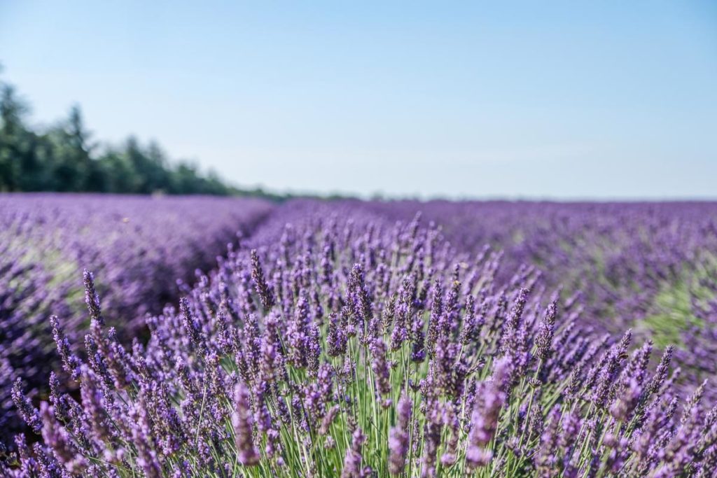 gallery-la-lavanda (58)