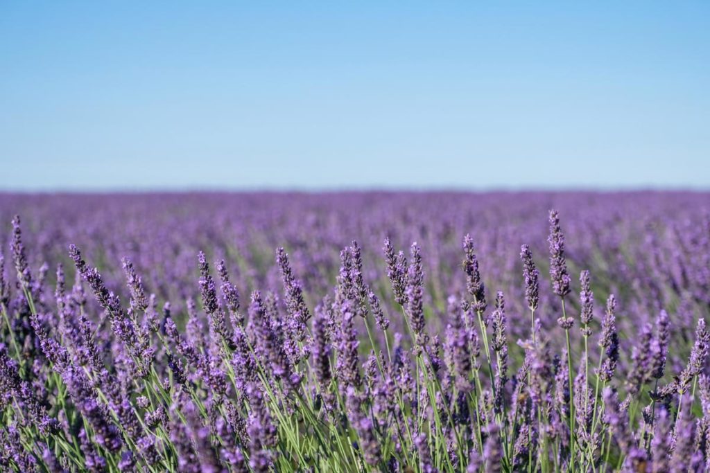 gallery-la-lavanda (59)