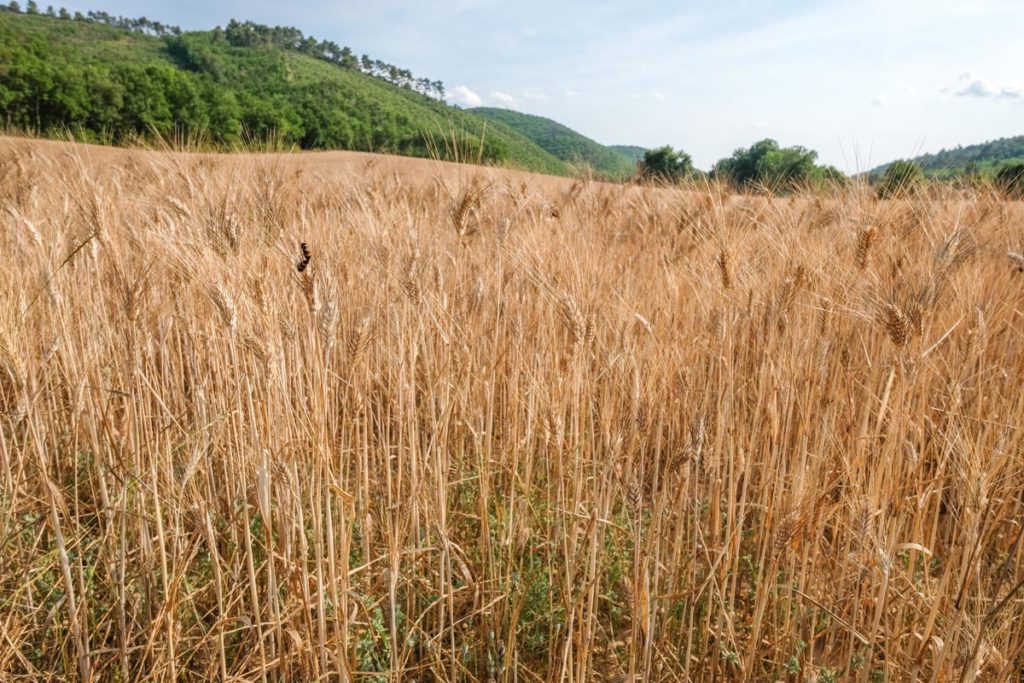 gallery-la-lavanda (6)