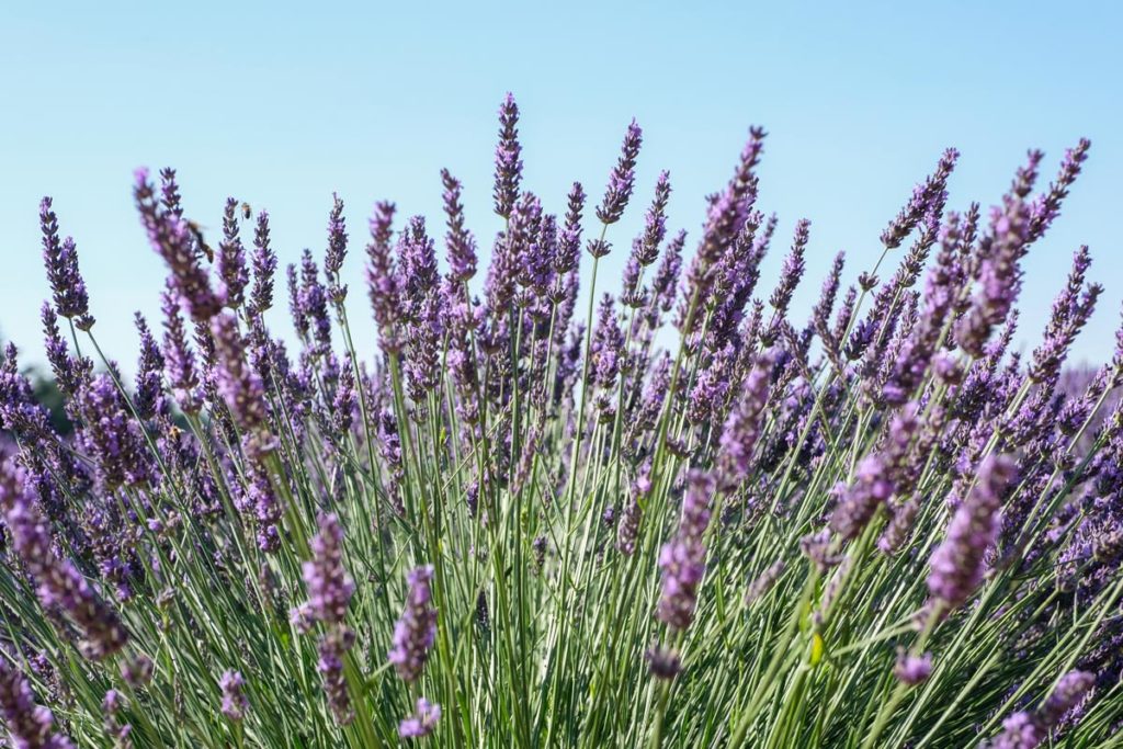 gallery-la-lavanda (60)