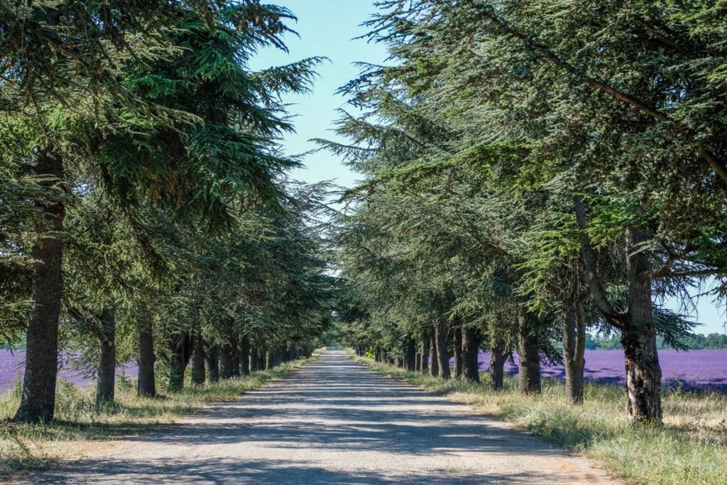 gallery-la-lavanda (61)