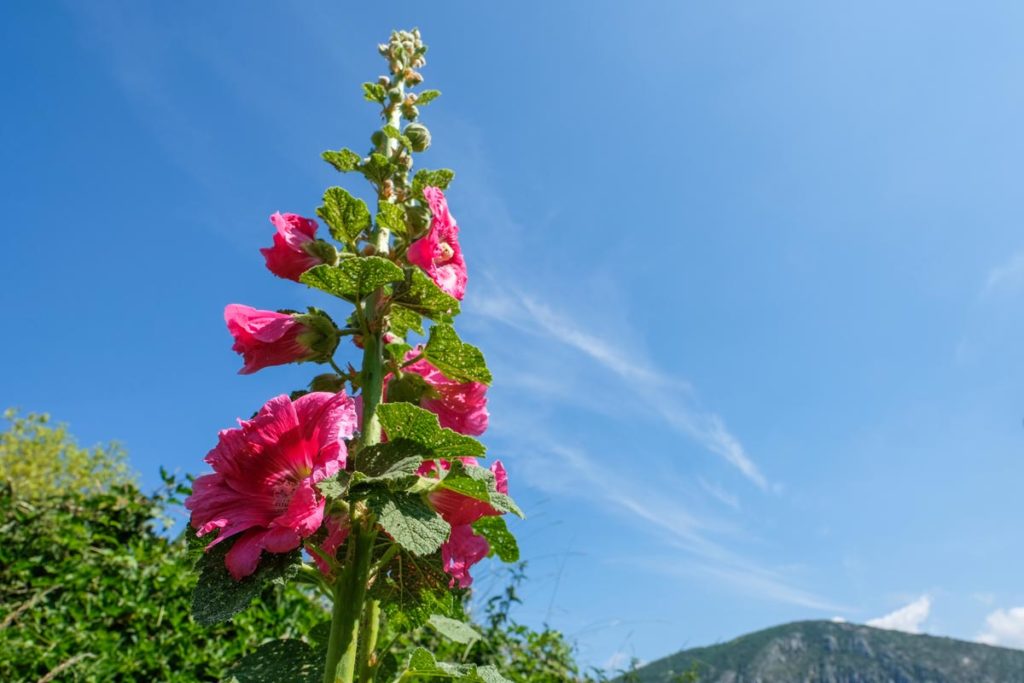 gallery-la-lavanda (66)