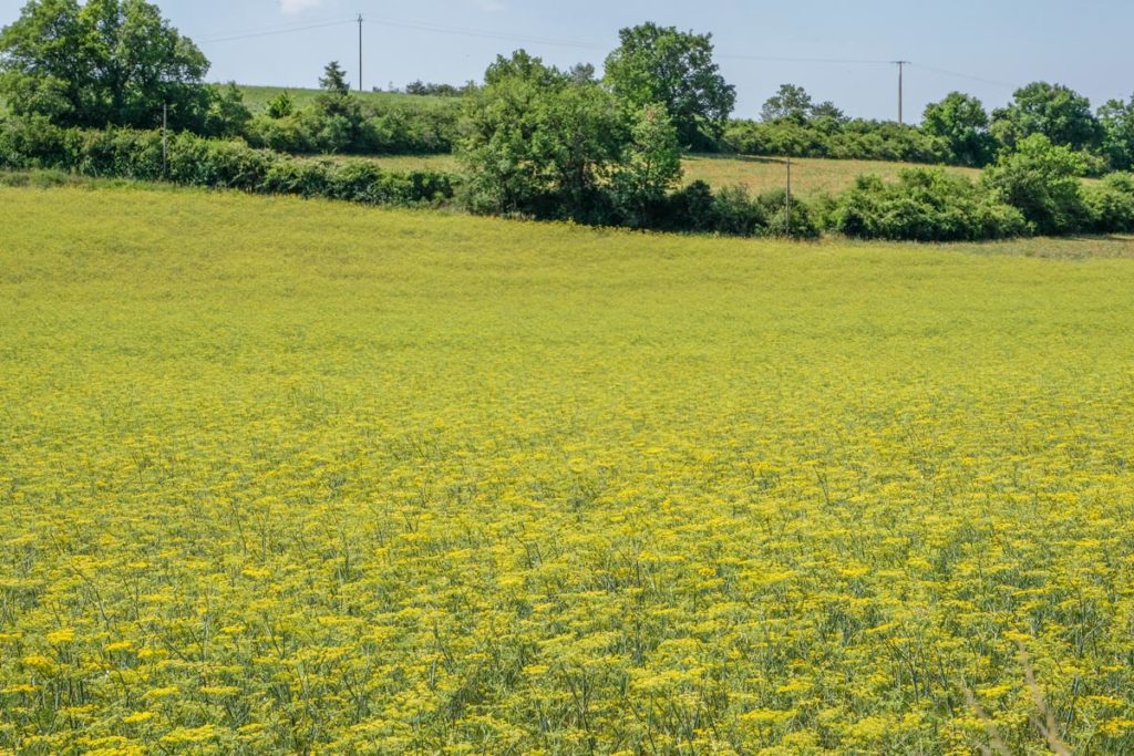 gallery-la-lavanda (68)