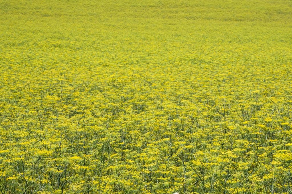 gallery-la-lavanda (69)